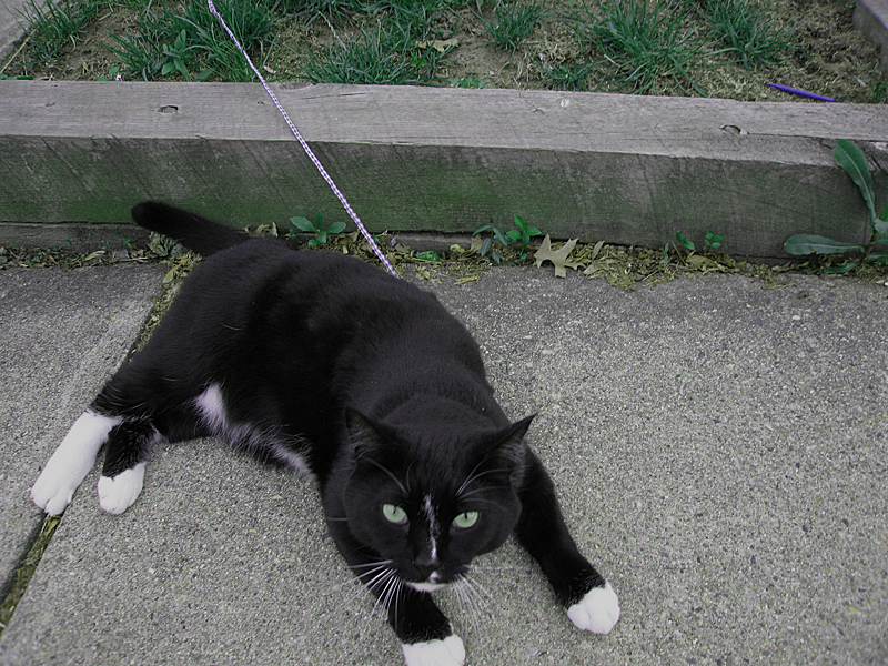 cat on a leash