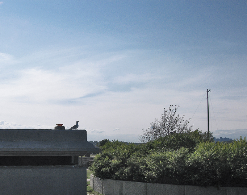 sea gull on georges island 1