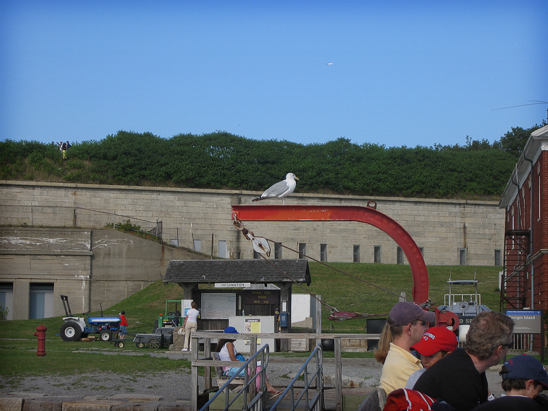 sea gull on georges island 2