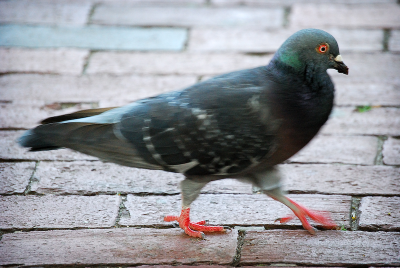 evil pigeon eye