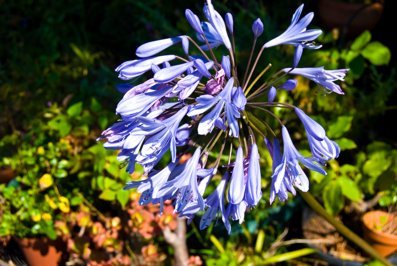 a flower we saw everywhere