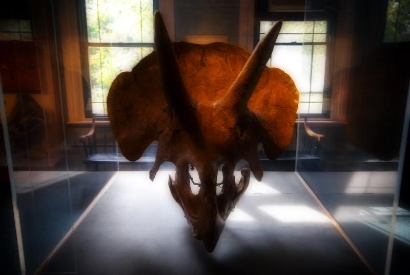 triceratops