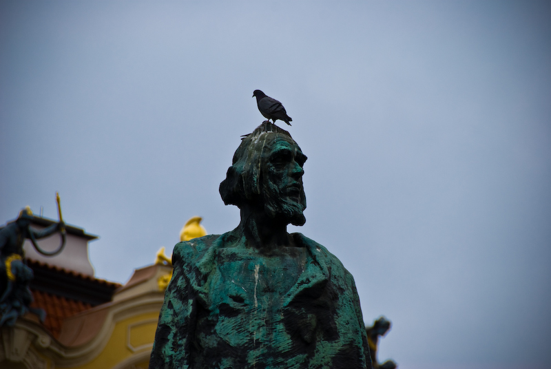 pigeons are shameless