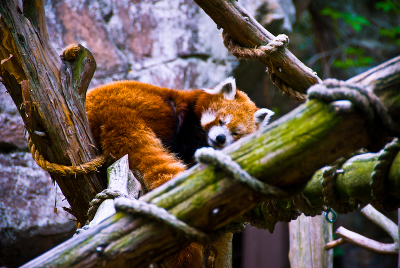 sleeping red panda