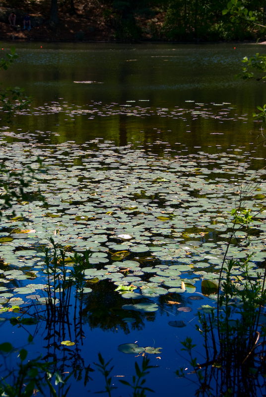 lilypads