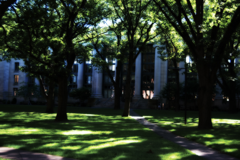 harvard yard (or i have gone mad)