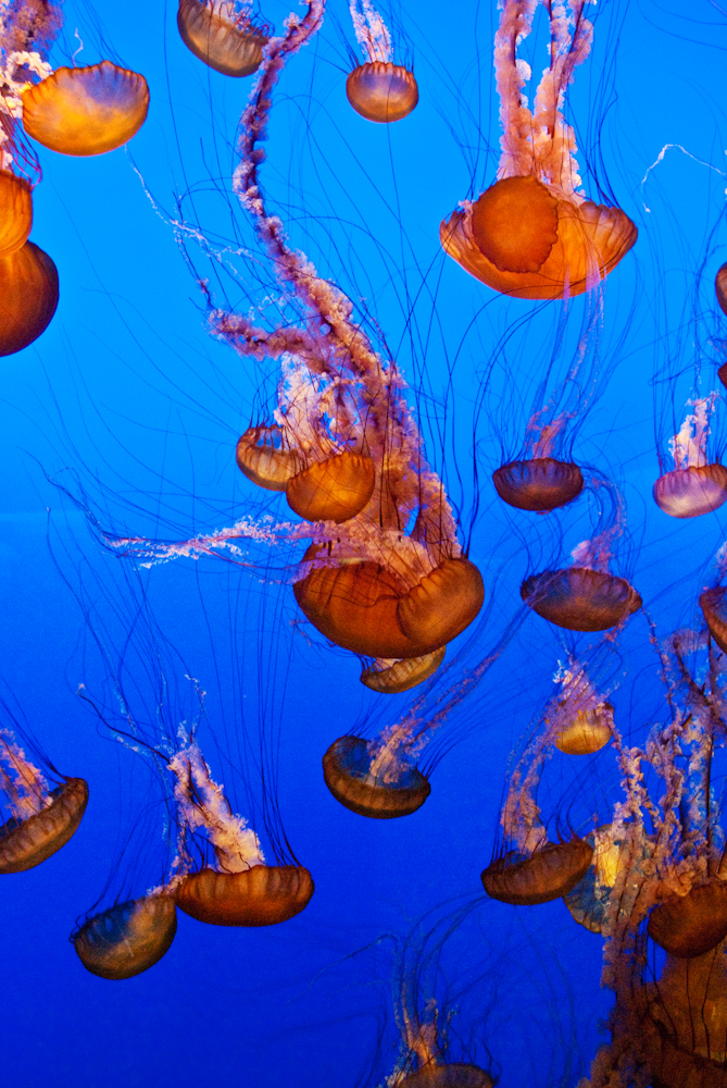 why aren't they stinging each other?