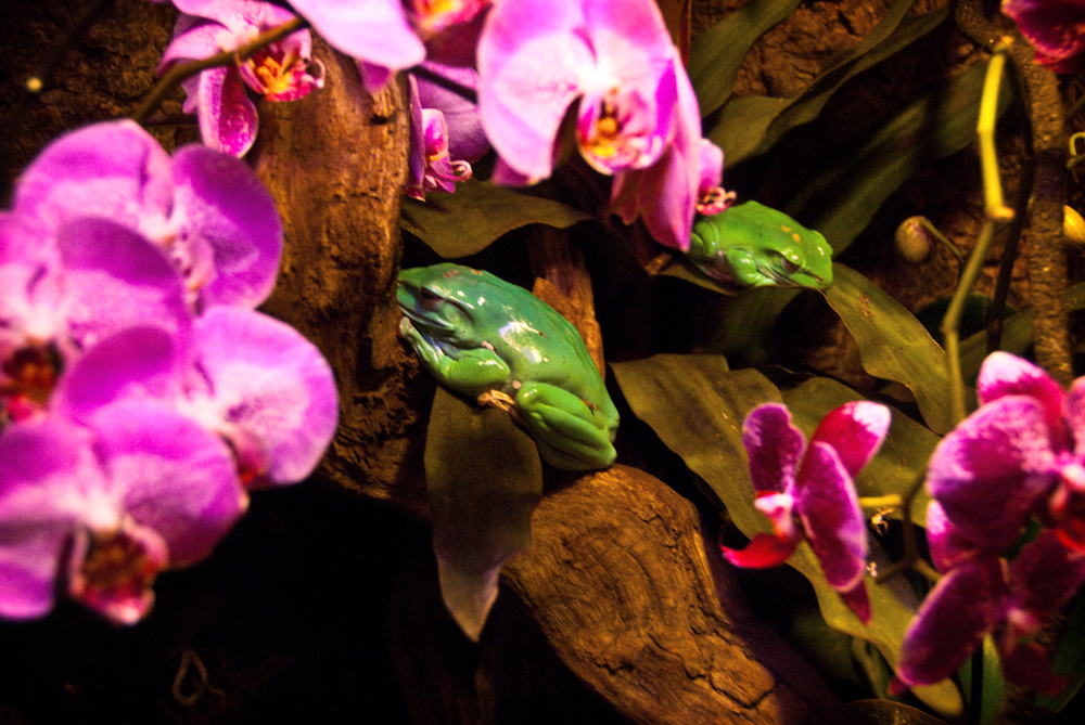 plastic-looking frogs