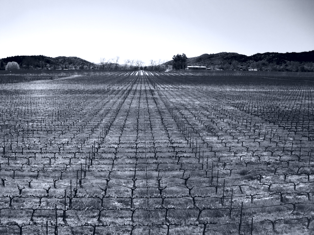 where grapes come from