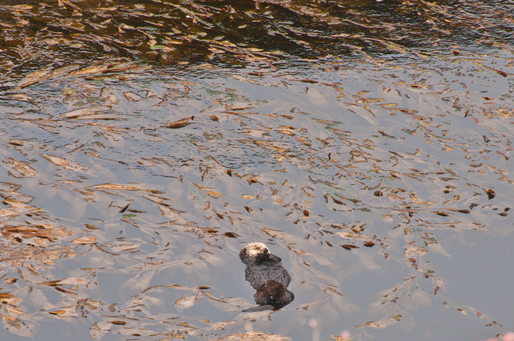sleepy otter