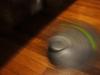 roomba