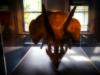 triceratops