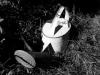 watering can
