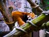 sleeping red panda