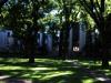 harvard yard (or i have gone mad)