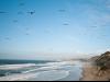the birds and the ocean and california