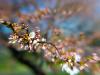blurry blossoms